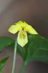 Downy yellow violet